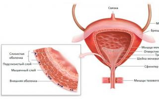 Сечовий міхур: анатомія, норма об'єму у чоловіків