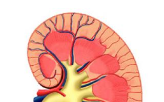 The structure of the human urinary system and its functions