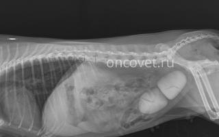 Az urolithiasis tünetei és kezelése kutyákban