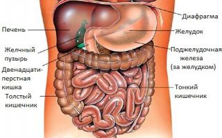 Sections of the human abdomen.  Projections of the abdominal organs.  Projections of internal organs.  Epigastrium.  Mesogastrium.  Hypogastrium.  Description of the abdominal cavity